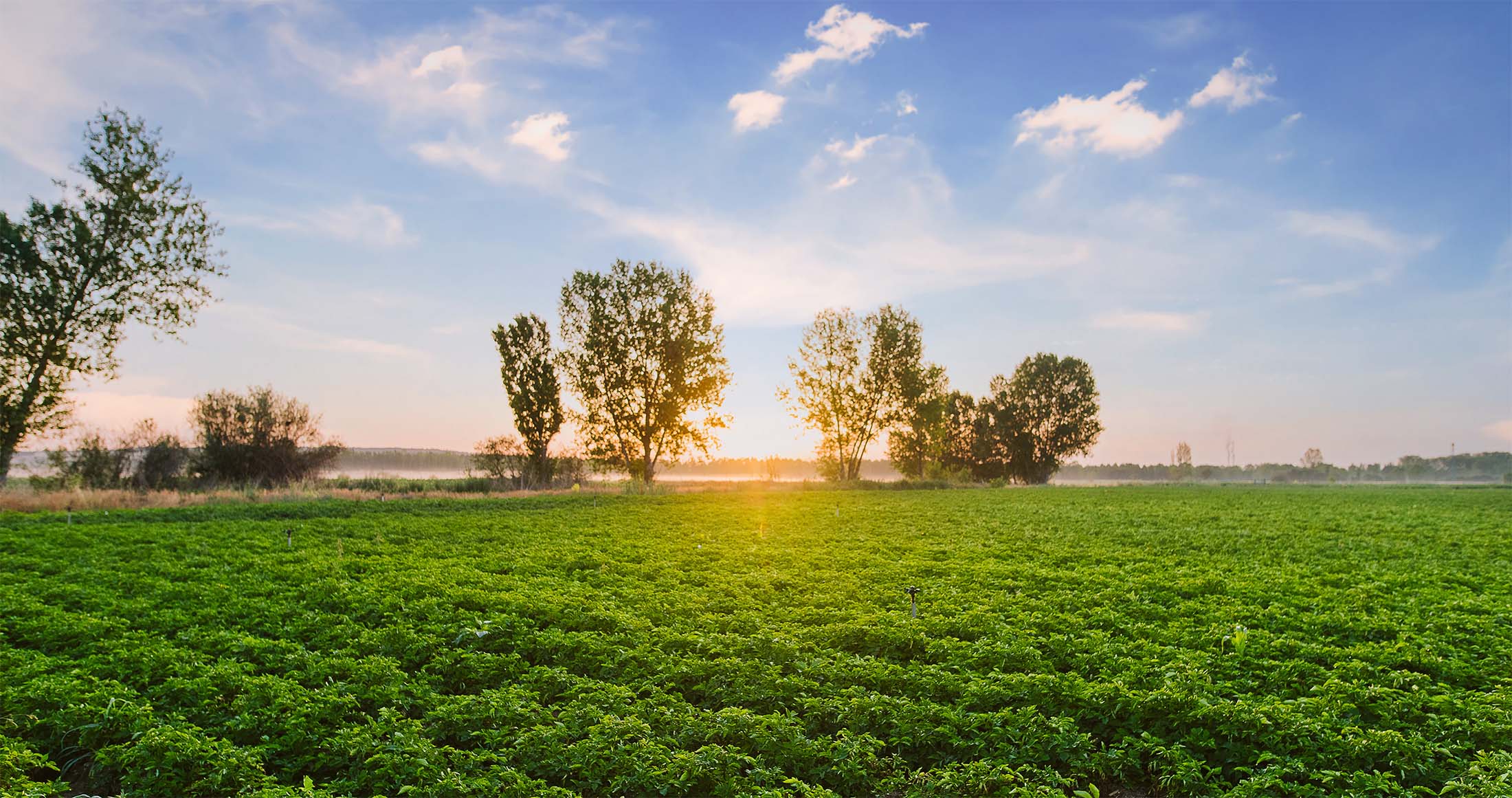 Crops in a tree-lined field at sunrise