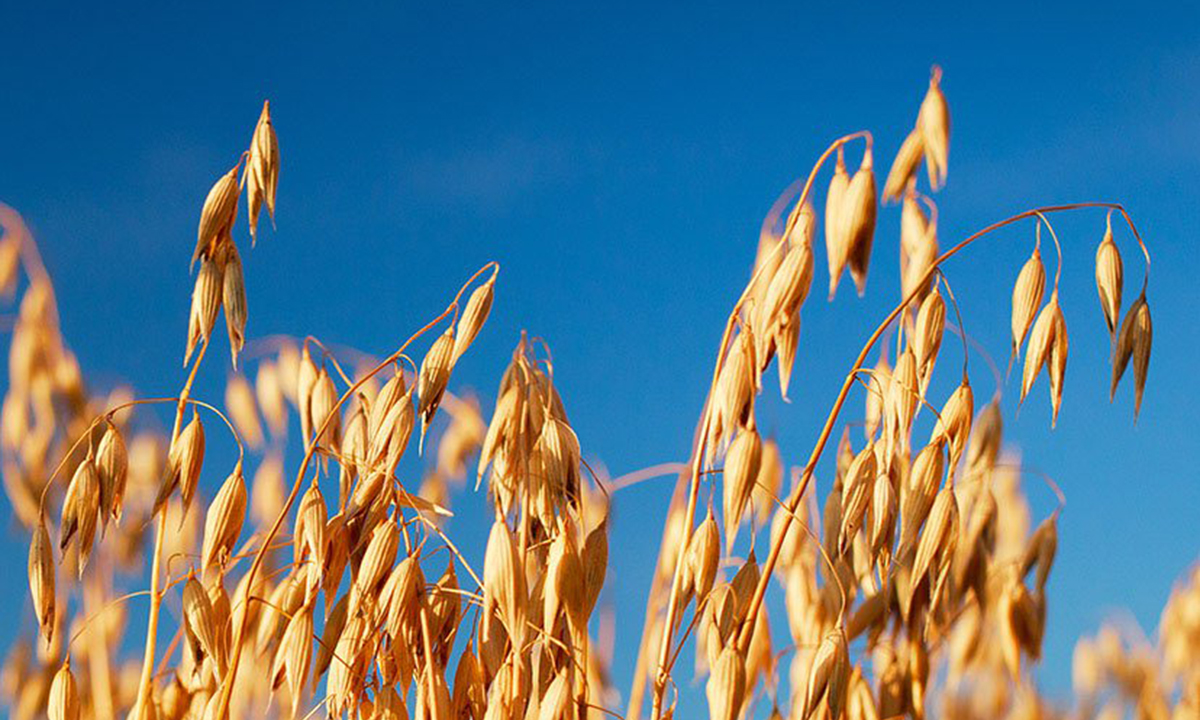 Wheat field